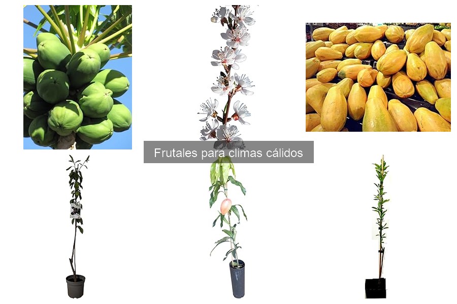 Errores comunes al cultivar frutales en climas cálidos