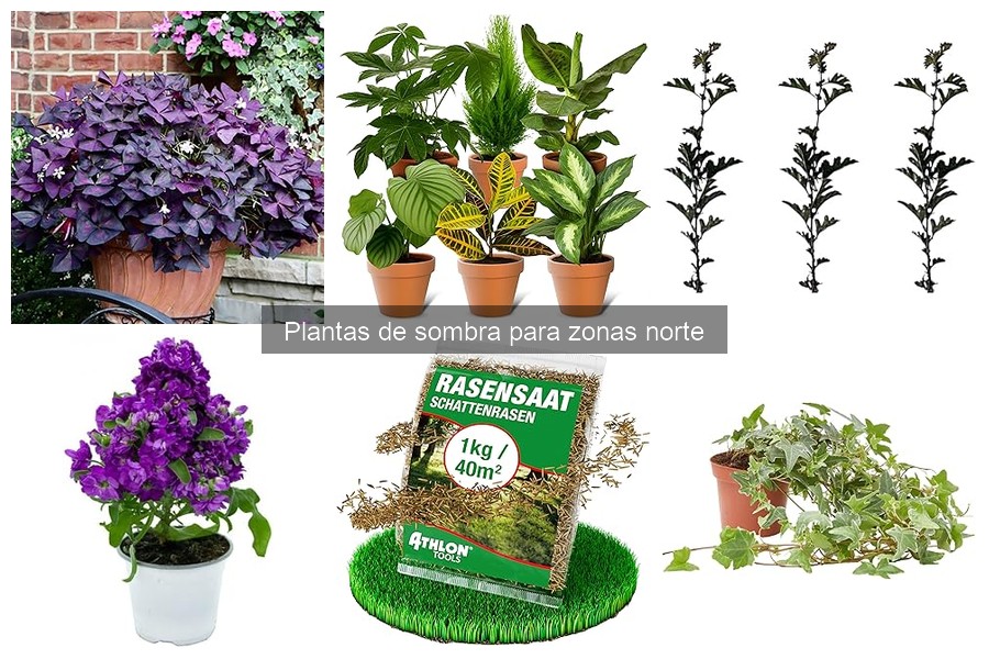 Errores comunes al cultivar plantas de sombra en jardines