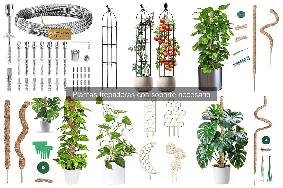 Errores comunes al cultivar plantas trepadoras y cómo evitarlos