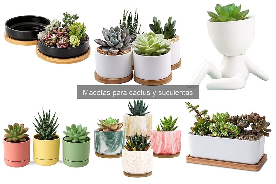 Errores comunes al elegir el tamaño de macetas para cactus