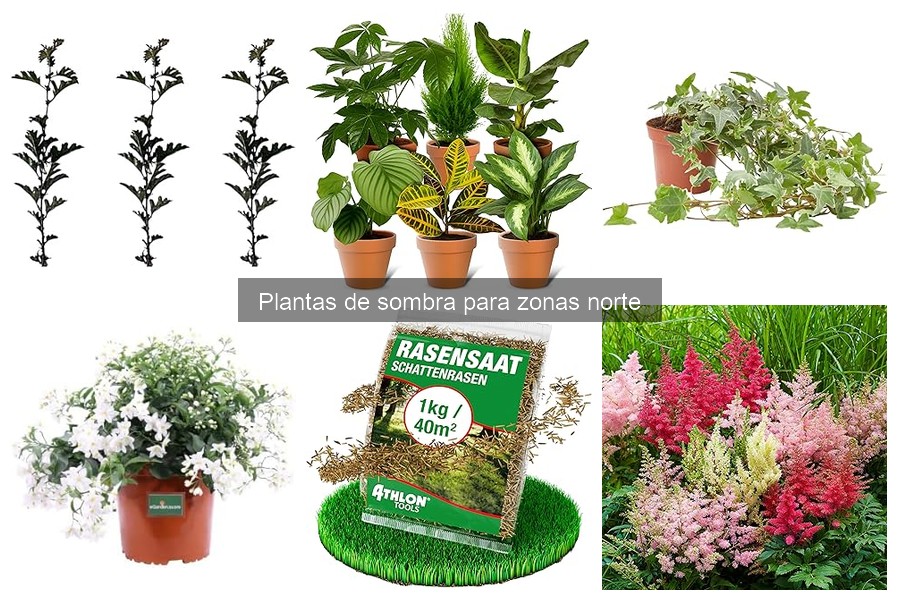Errores comunes al elegir plantas de sombra en climas nublados