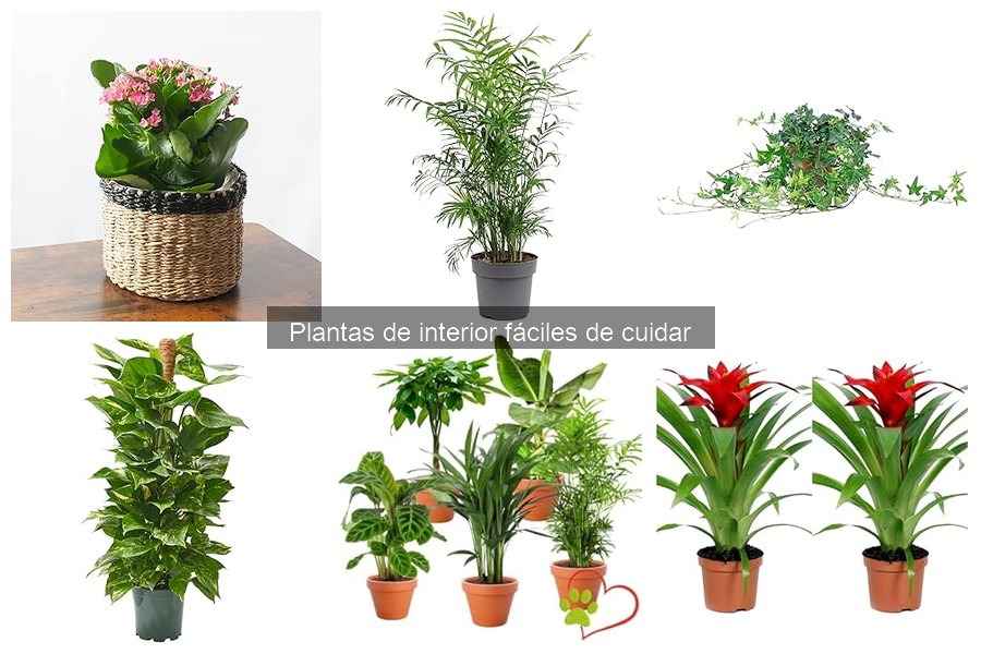 Errores comunes al fertilizar plantas de interior