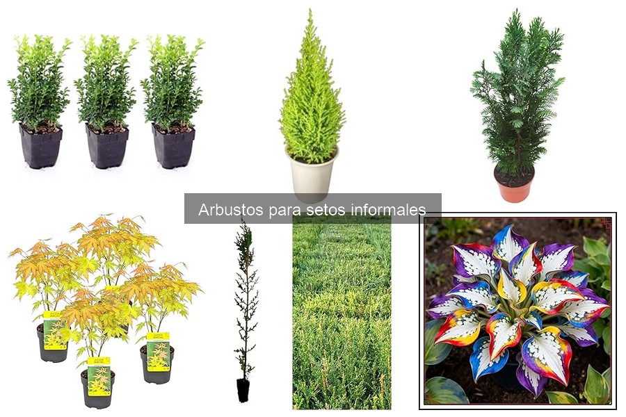 Errores comunes al plantar arbustos para setos informales