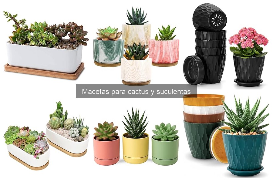 Errores comunes al usar macetas para cactus y suculentas
