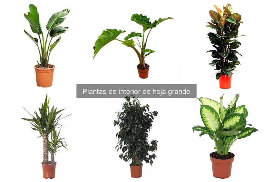 Errores comunes en el cuidado de plantas de interior grandes