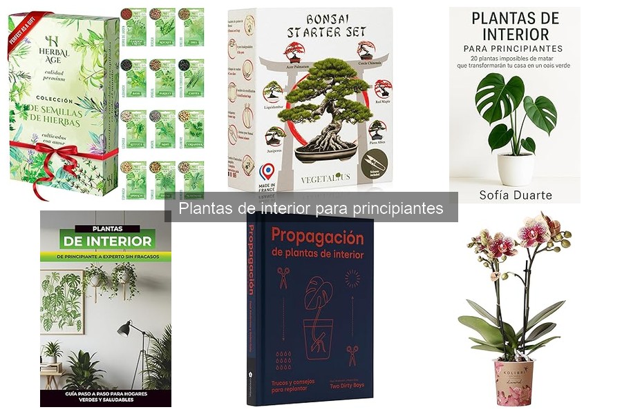 Errores comunes en el cuidado de plantas de interior