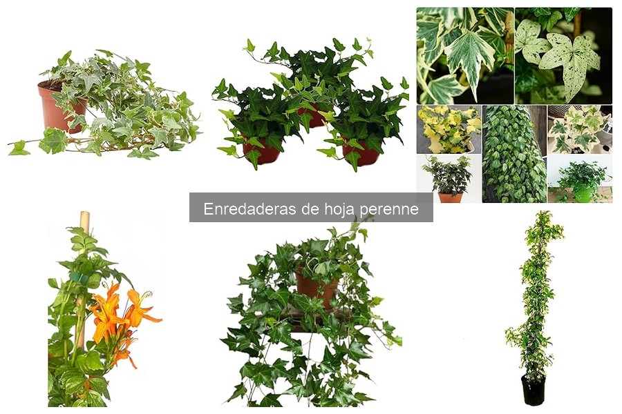 Estilos de enredaderas de hoja perenne para tu jardín