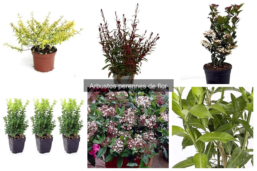 Estilos de jardinería con arbustos perennes de flor