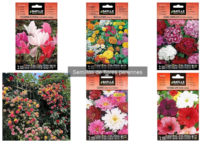 Flores perennes más resistentes para tu jardín