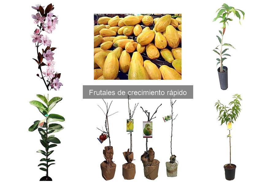 Frutales de crecimiento rápido: Variedades y características