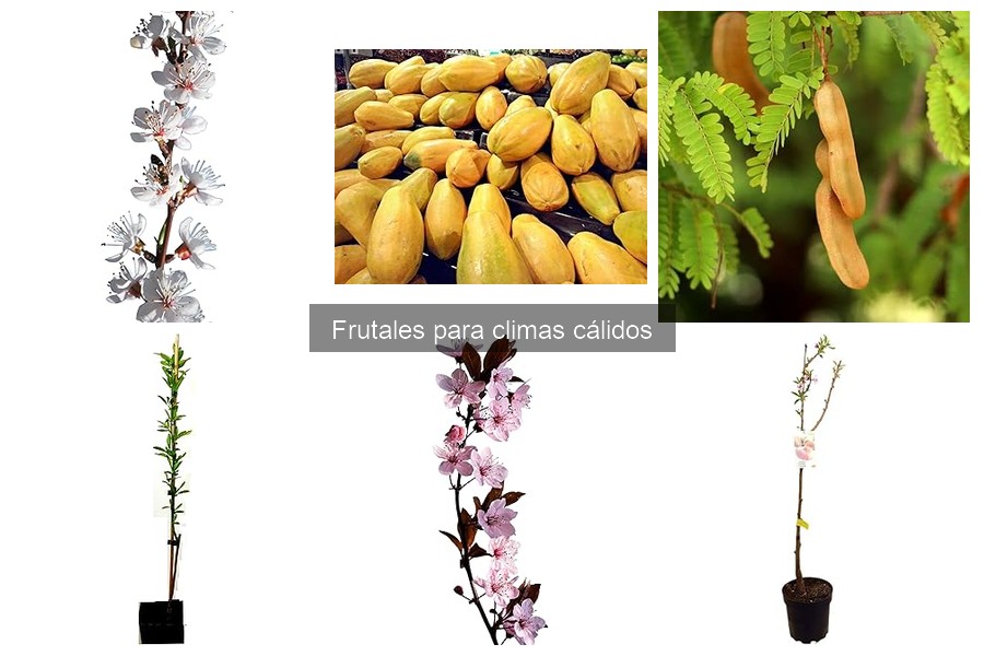 Frutales de rápida producción para climas cálidos