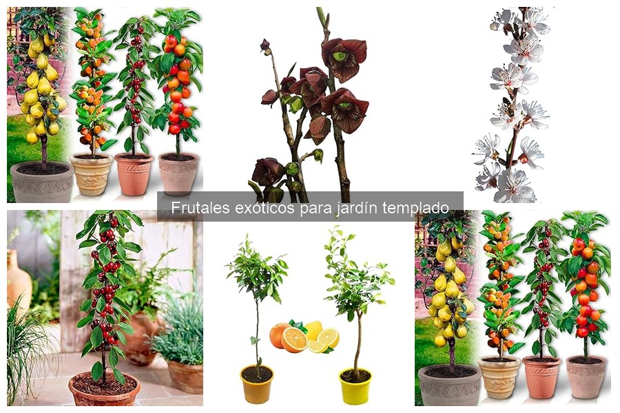 Frutales exóticos ideales para jardines templados