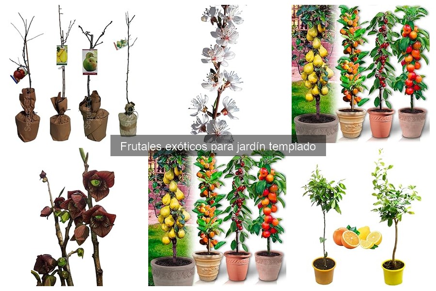 Frutales exóticos resistentes al frío para tu jardín