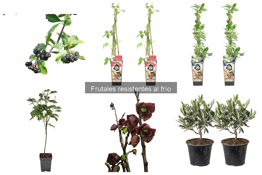 Frutales resistentes al frío: fáciles de cultivar