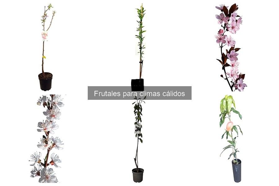 Frutales Tropicales vs. Subtropicales para Climas Cálidos