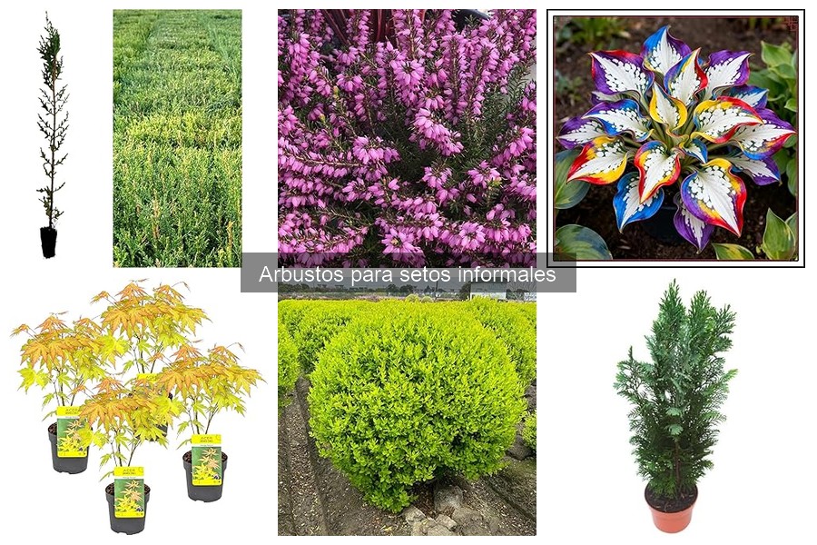 Guía básica para cuidar setos informales con arbustos