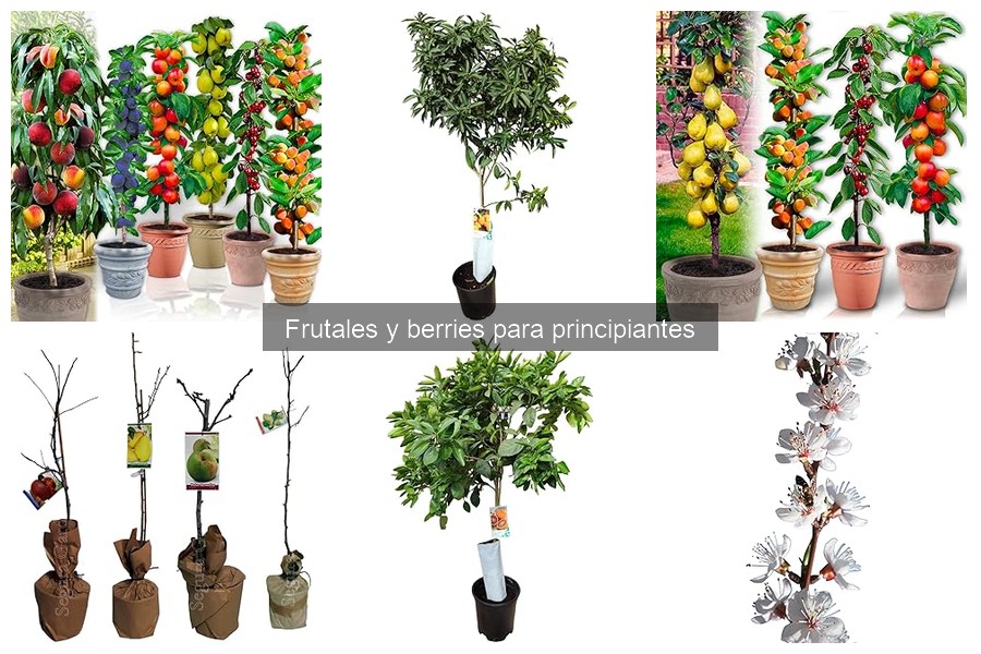 Guía completa para plantar berries en casa: todo lo que necesitas