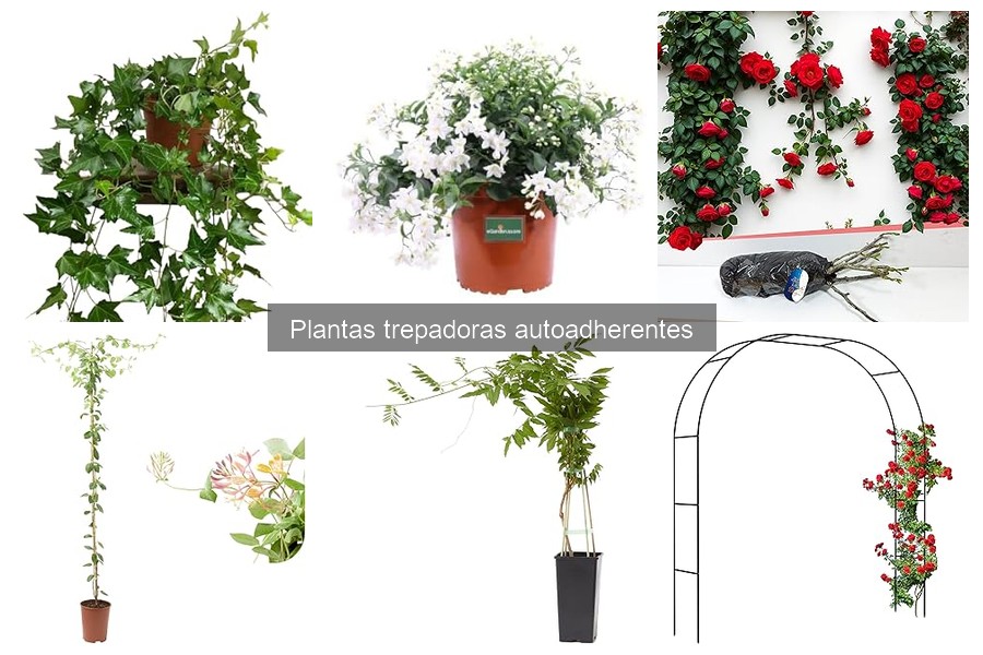 Guía de compra: Cómo elegir plantas trepadoras autoadherentes