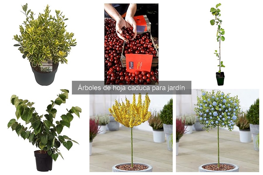 Guía de compra de árboles de hoja caduca para tu jardín