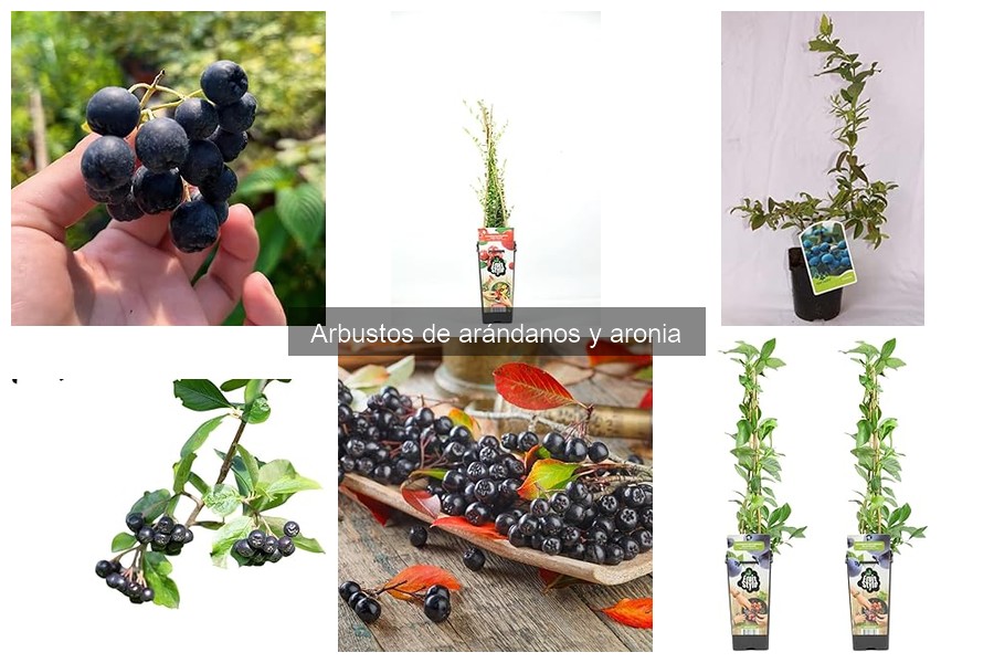 Guía de compra de arbustos de arándano para tu jardín