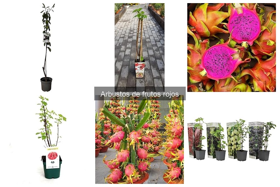 Guía de compra de arbustos de frutos rojos para tu jardín