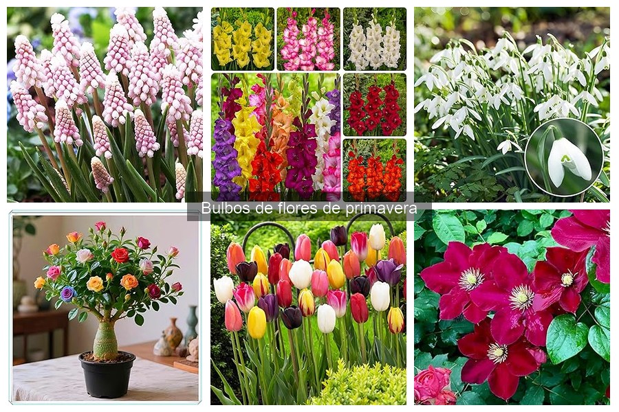 Guía de compra de bulbos de flores de primavera