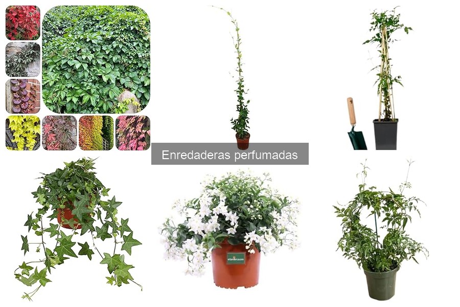 Guía de compra de enredaderas perfumadas para tu jardín