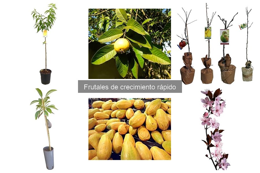 Guía de compra de frutales de crecimiento rápido