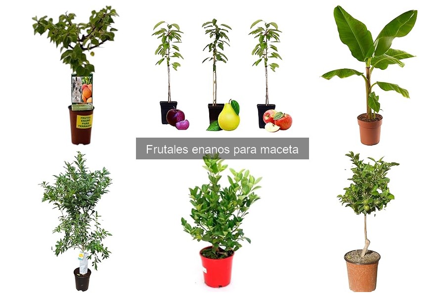 Guía de compra de frutales enanos para macetas