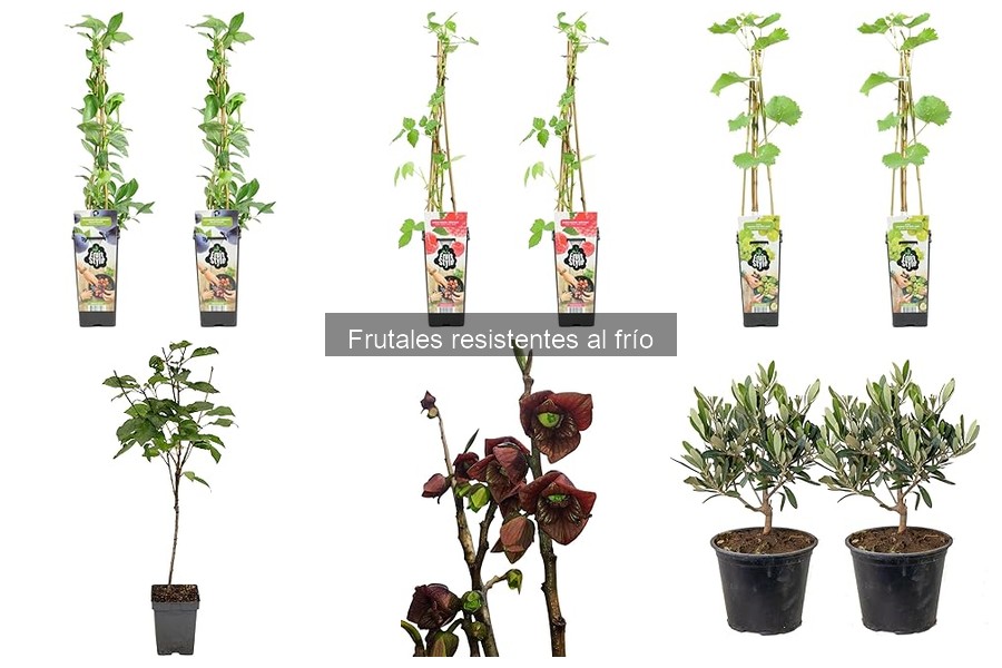 Guía de compra de frutales resistentes al frío