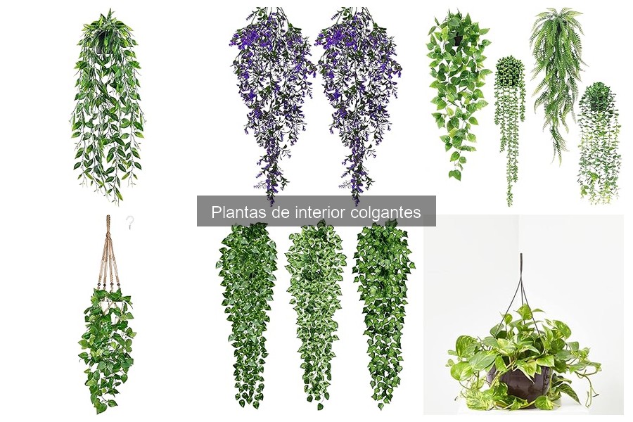 Guía de compra de macetas colgantes para tus plantas