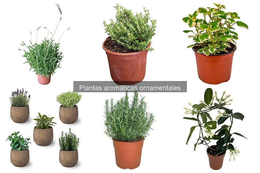 Guía de compra de plantas aromáticas ornamentales
