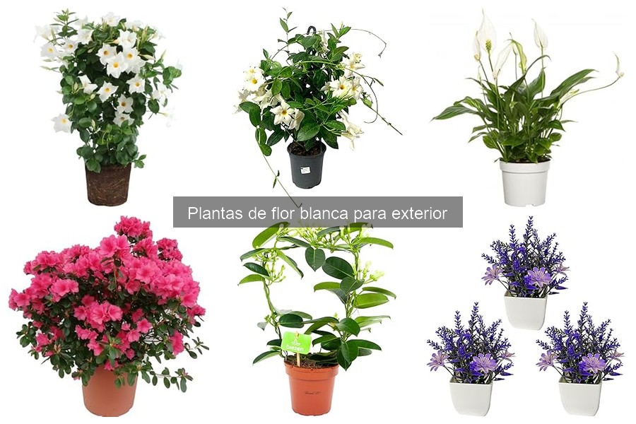 Guía de compra de plantas de flor blanca para exterior