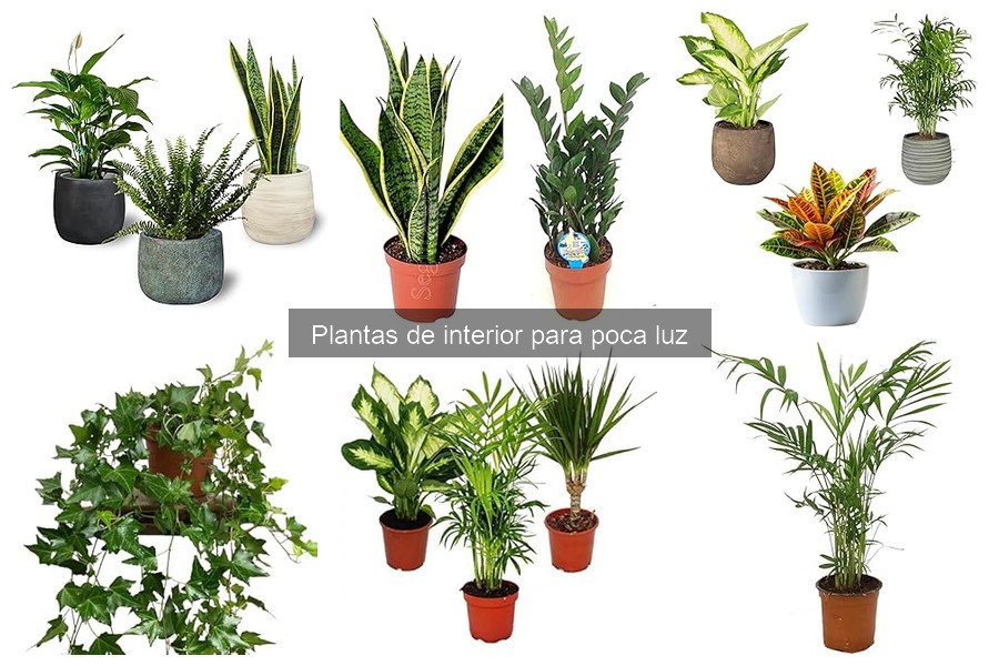 Guía de compra de plantas de interior para poca luz