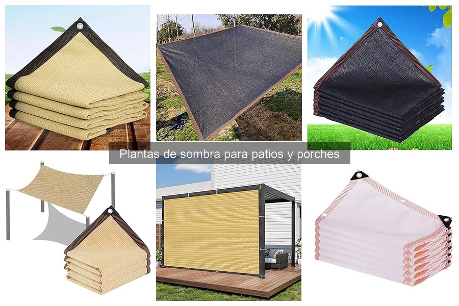 Guía de compra de plantas de sombra para patios y porches