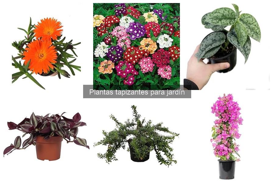 Guía de compra de plantas tapizantes para tu jardín