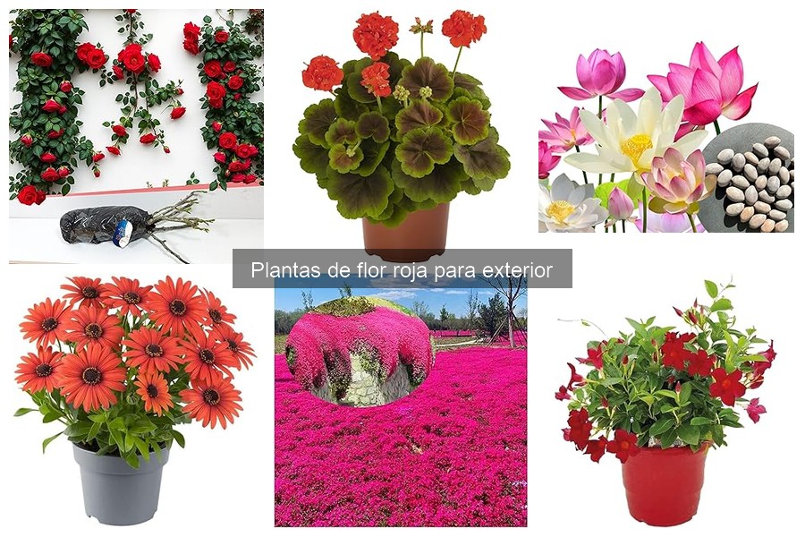 Guía de Compra: Plantas de Flor Roja para Tu Jardín