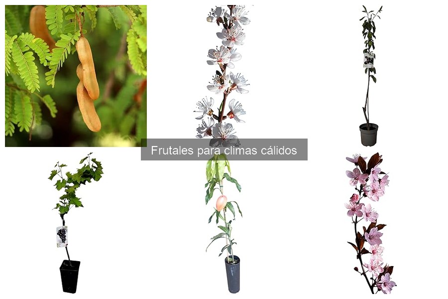 Guía de Fertilizantes para Frutales en Climas Cálidos