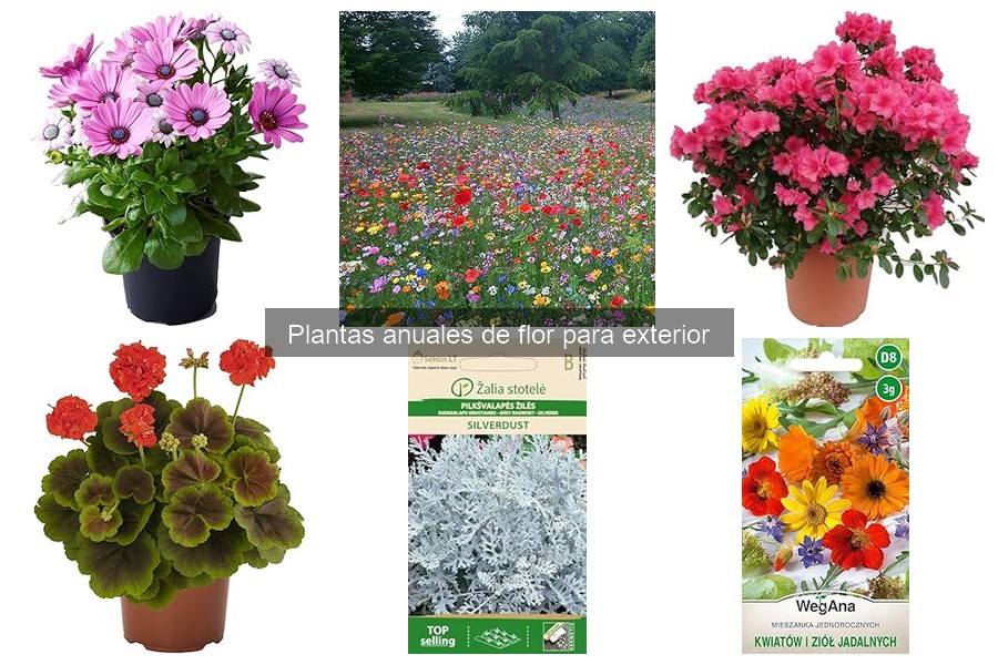 Guía de Riego para Plantas Anuales de Flor en Exterior
