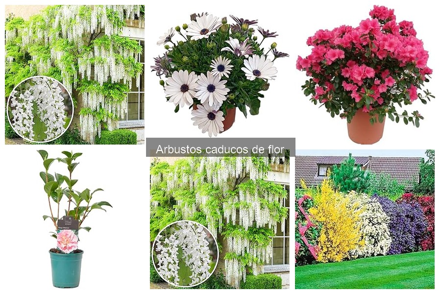 Guía para Comprar Arbustos Caducos de Flor para tu Jardín