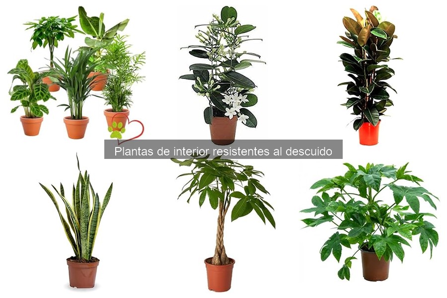 Guía para cuidar plantas de interior resistentes al descuido