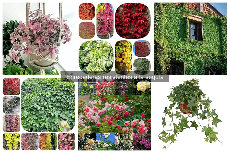 Guía para cultivar enredaderas resistentes a la sequía