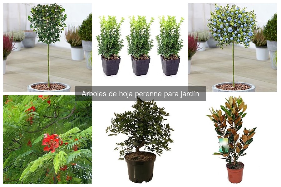 Guía para elegir el árbol de hoja perenne adecuado para tu jardín