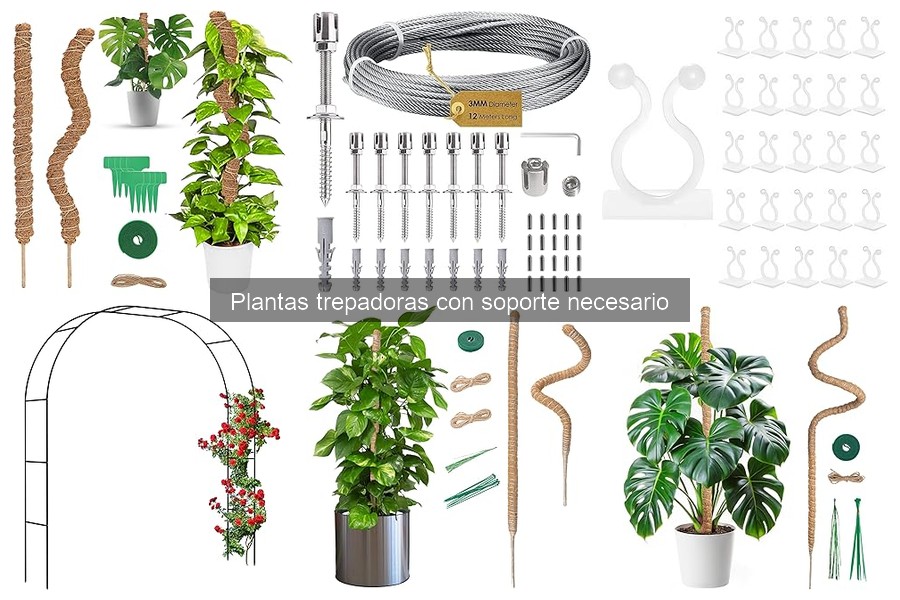 Guía para elegir el soporte ideal para plantas trepadoras