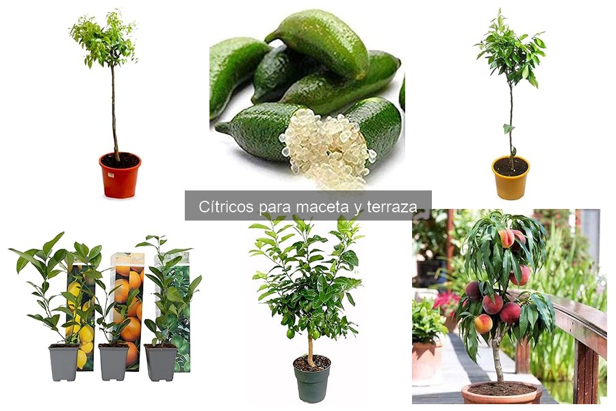 Guía para elegir la maceta perfecta para cítricos