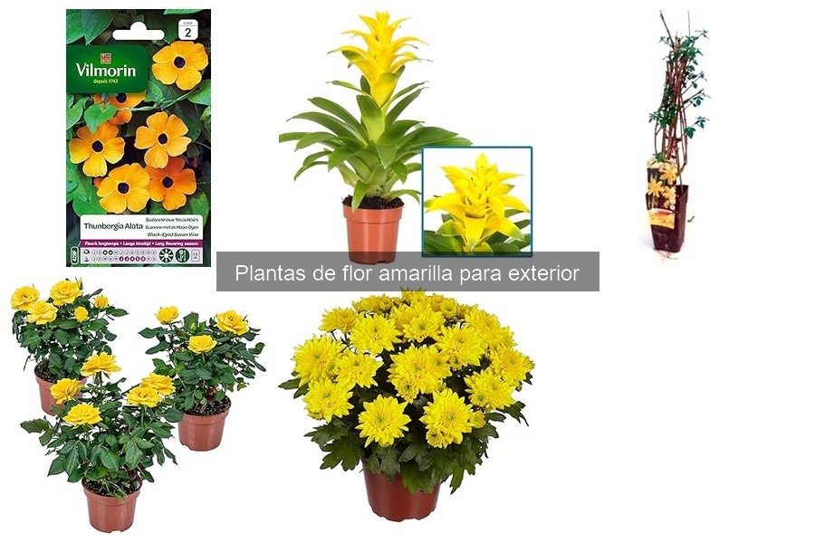 Guía para Elegir Plantas de Flor Amarilla para Exterior