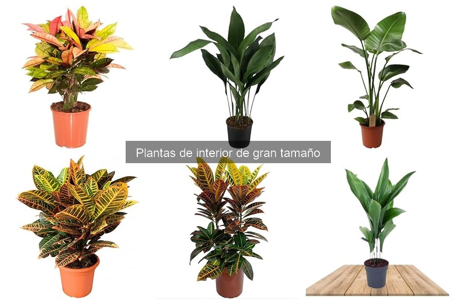 Guía para Elegir Plantas de Interior de Gran Tamaño