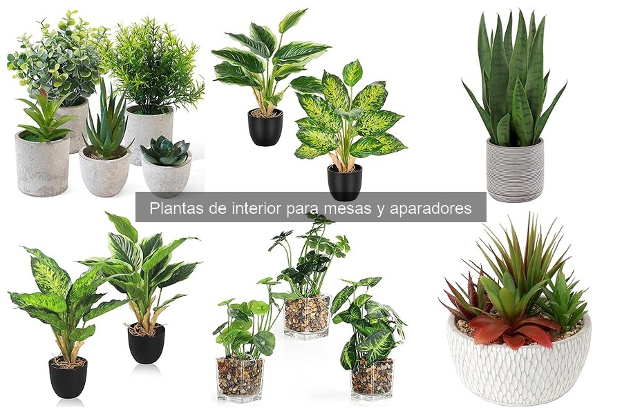 Guía para elegir plantas de interior según la luz disponible