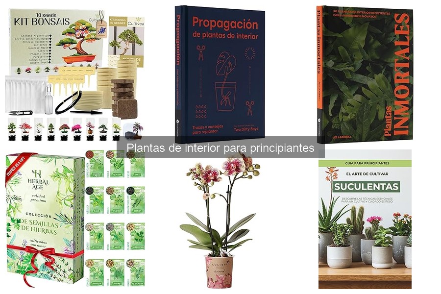 Guía para elegir plantas de interior según la luz en casa
