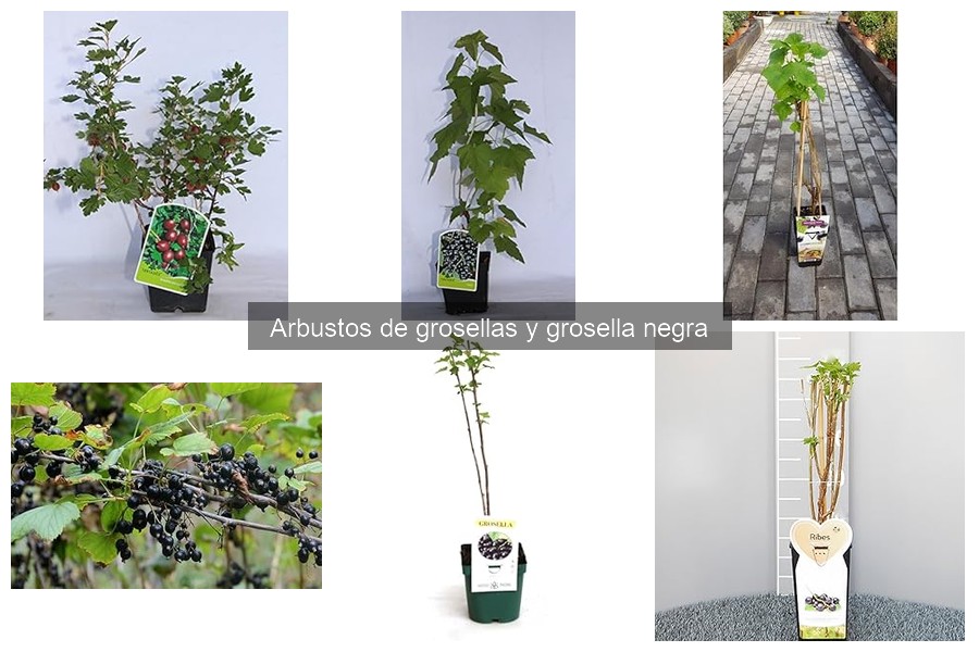 Guía para Plantar Grosellas: Consejos y Pasos Sencillos